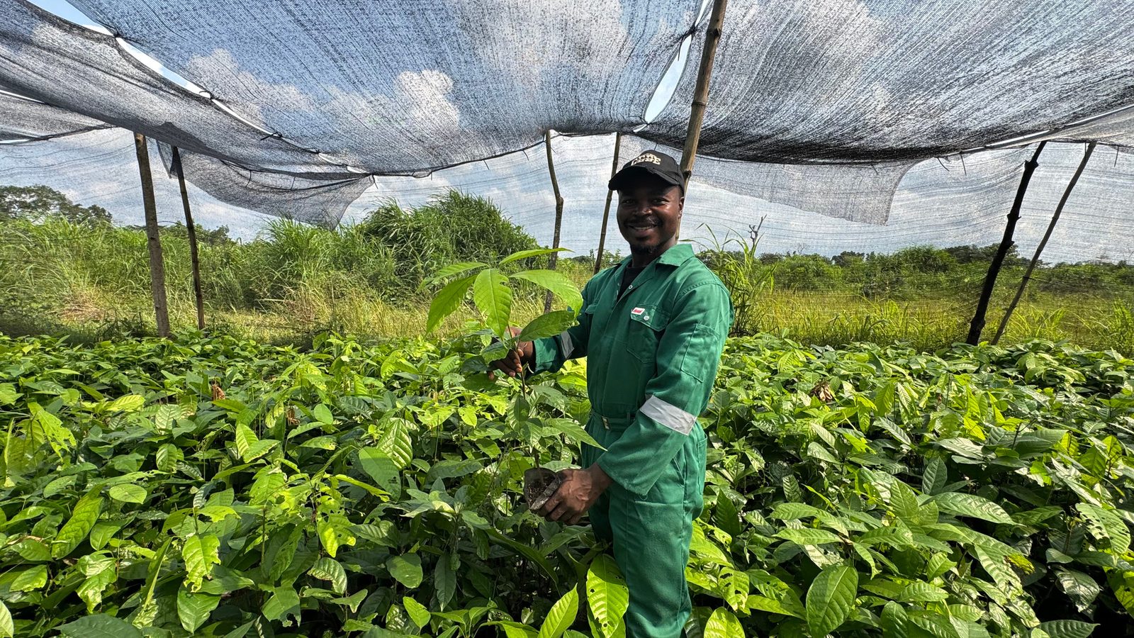 WhiteRabbit team member holding a cocoa seedling inside the shade-net nursery